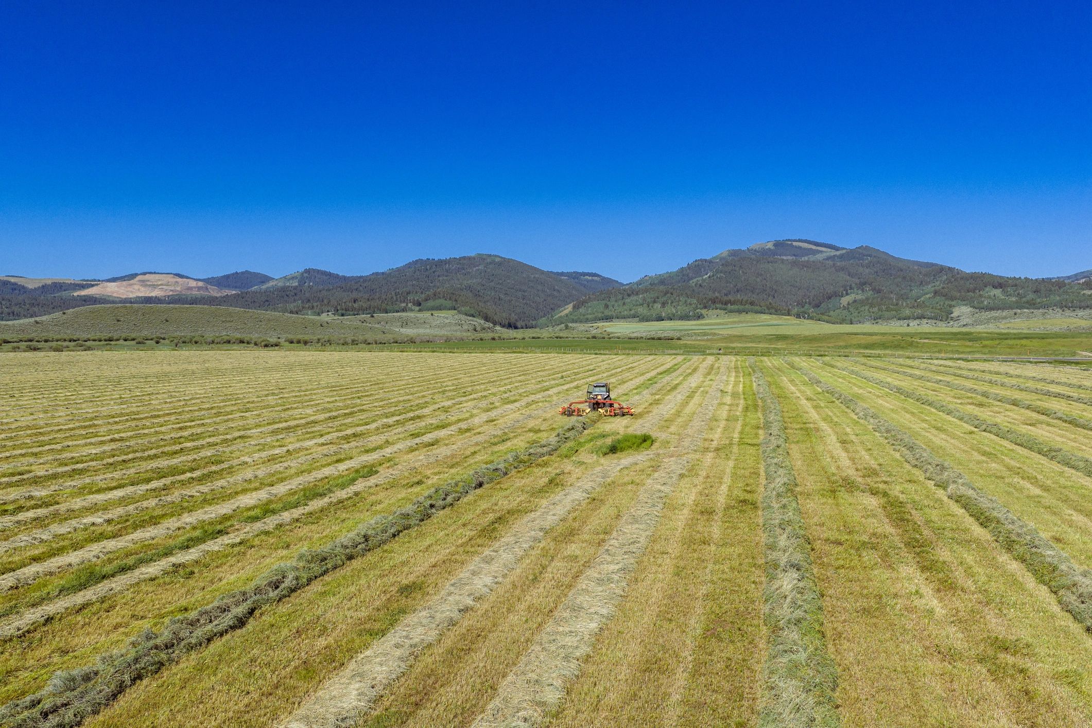 Tractor in Field Preparing Cut Hay for Baling